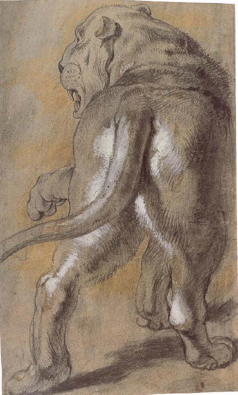 Peter Paul Rubens Lion oil painting image